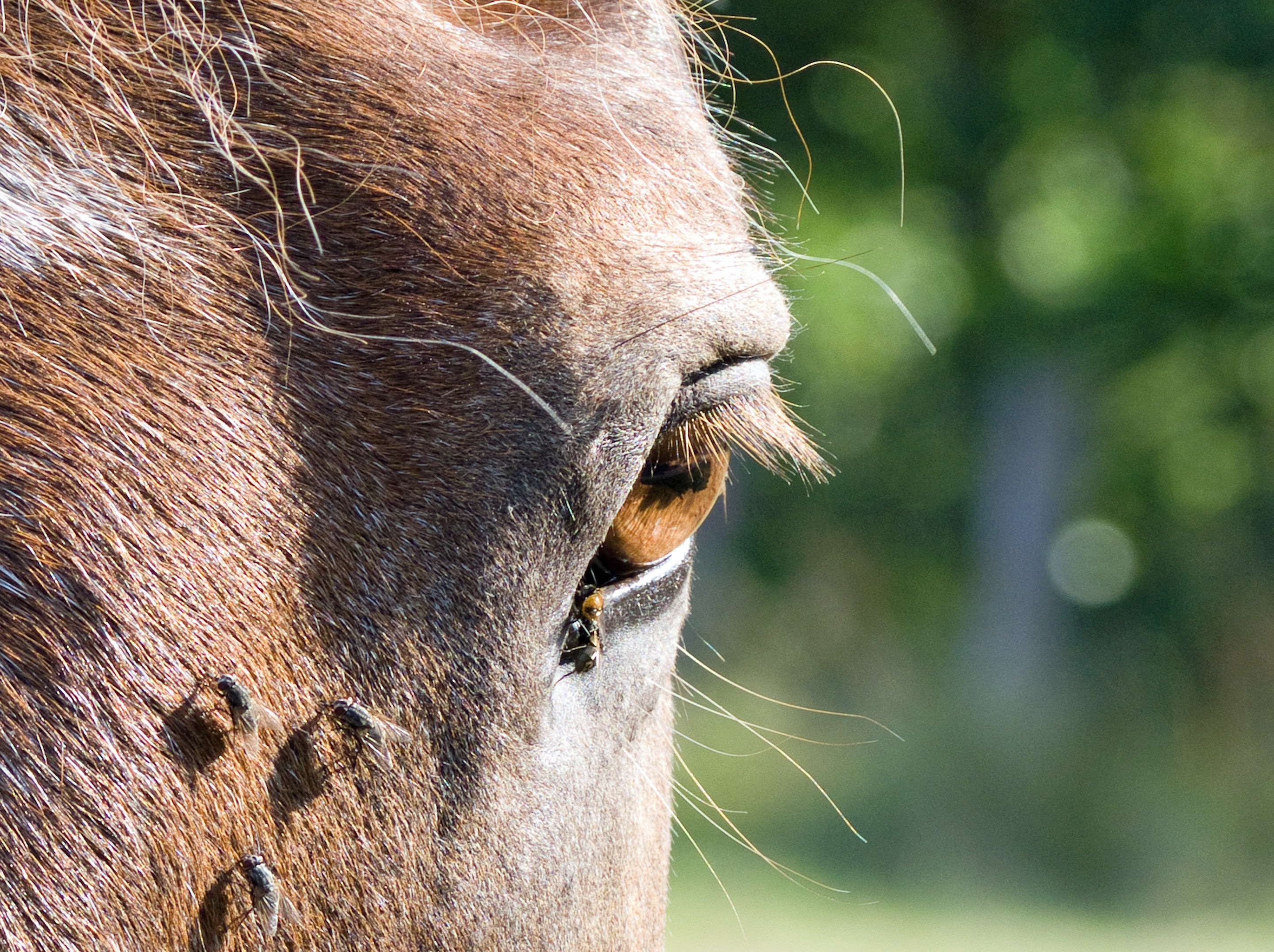 horse' eyes photo