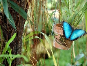 blue butterfly thumbnail