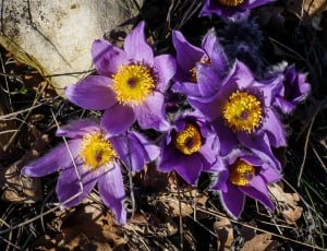 purple and yellow flower lot thumbnail