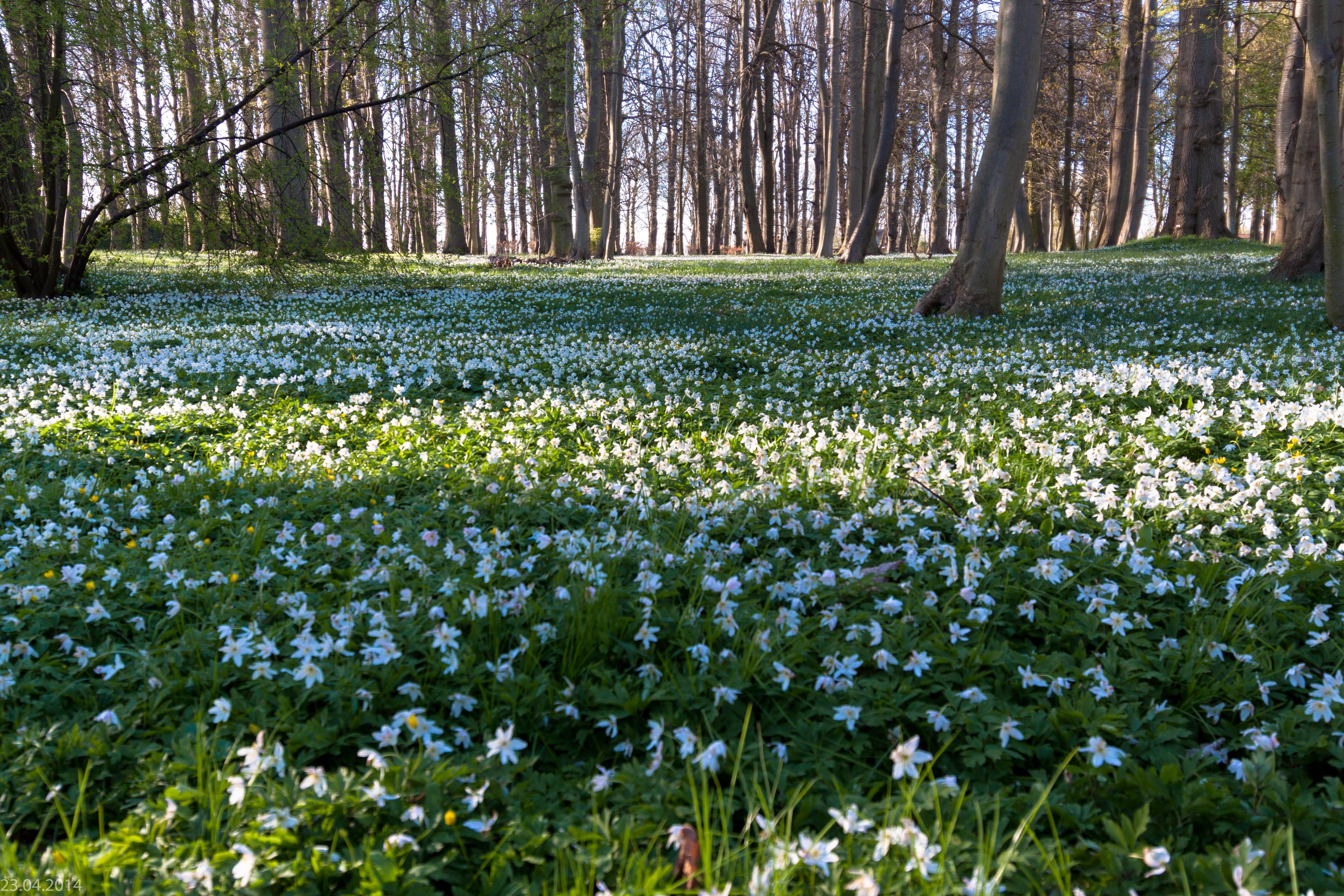 green and white flower field