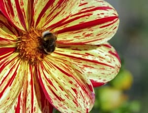 yellow and red dahlia flower thumbnail
