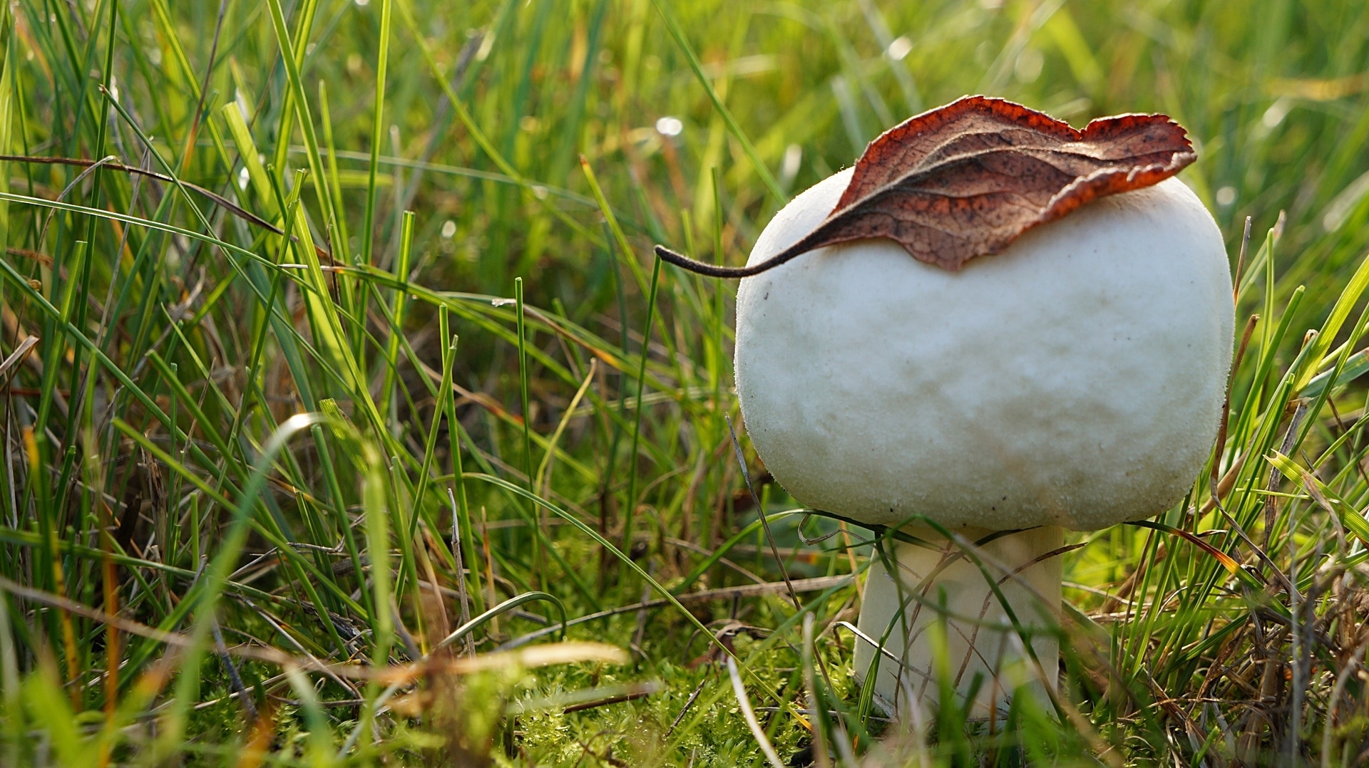 white mushroom and red leaf with green grass field