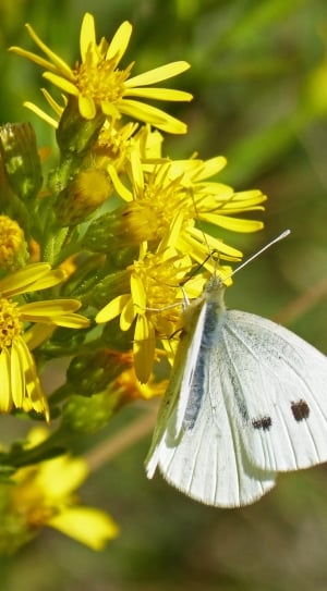 white and gray butterfly on yellow petaled flower thumbnail