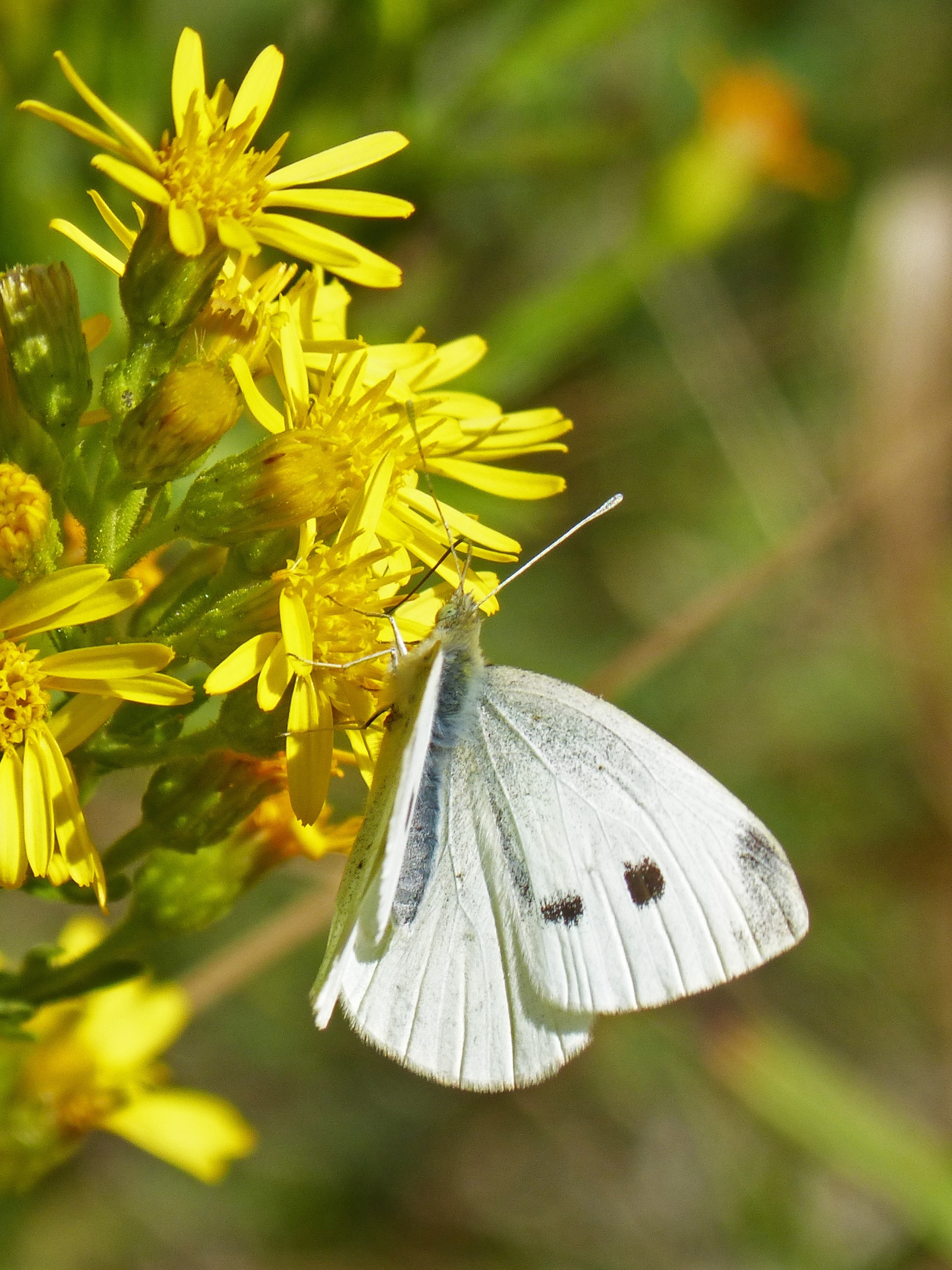 white and gray butterfly on yellow petaled flower