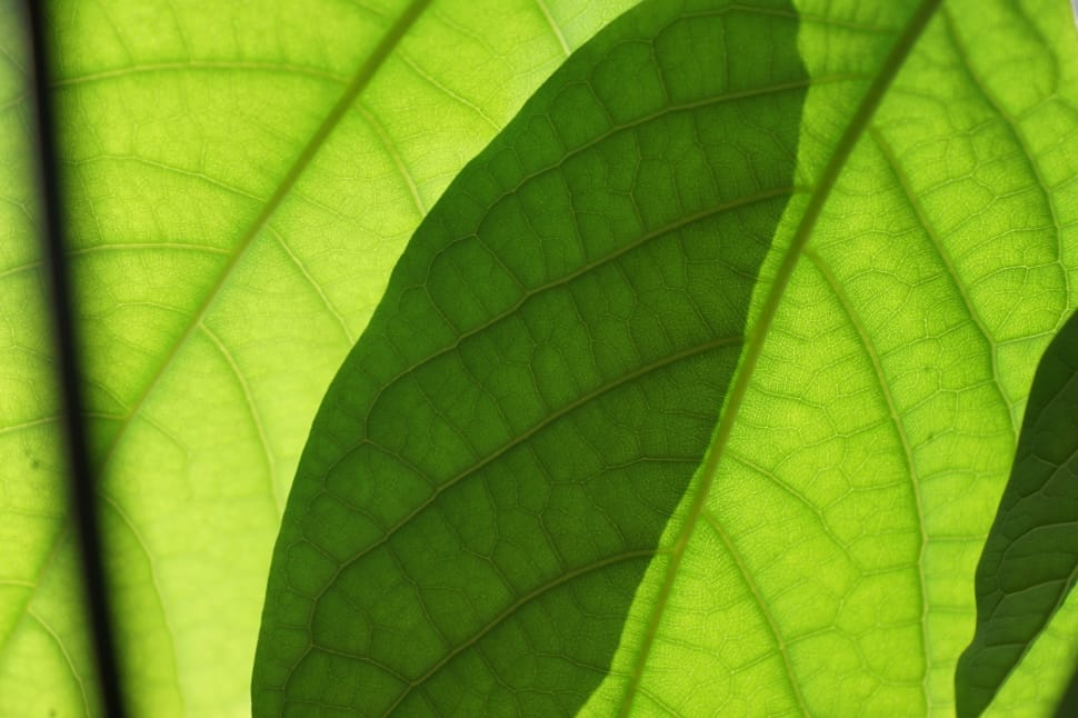 Leaf, Mango, Leaves, Plant, Green, leaf, green color preview