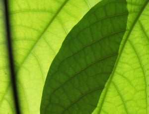 Leaf, Mango, Leaves, Plant, Green, leaf, green color thumbnail