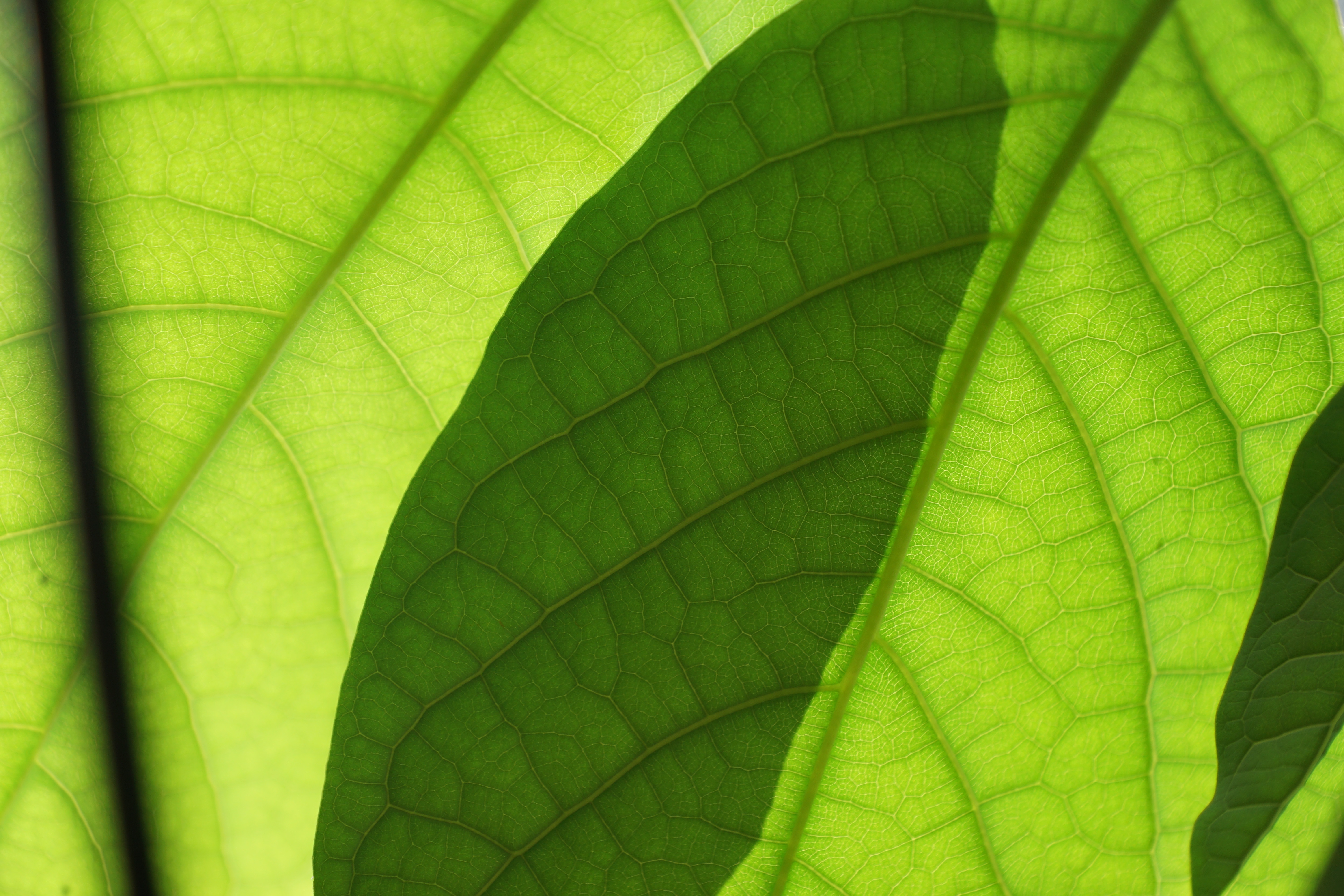 Leaf, Mango, Leaves, Plant, Green, leaf, green color