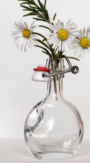 white daisies in clear glass vase thumbnail