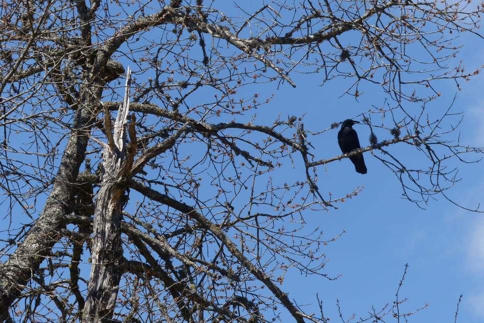 gray tree trunks with bird preview
