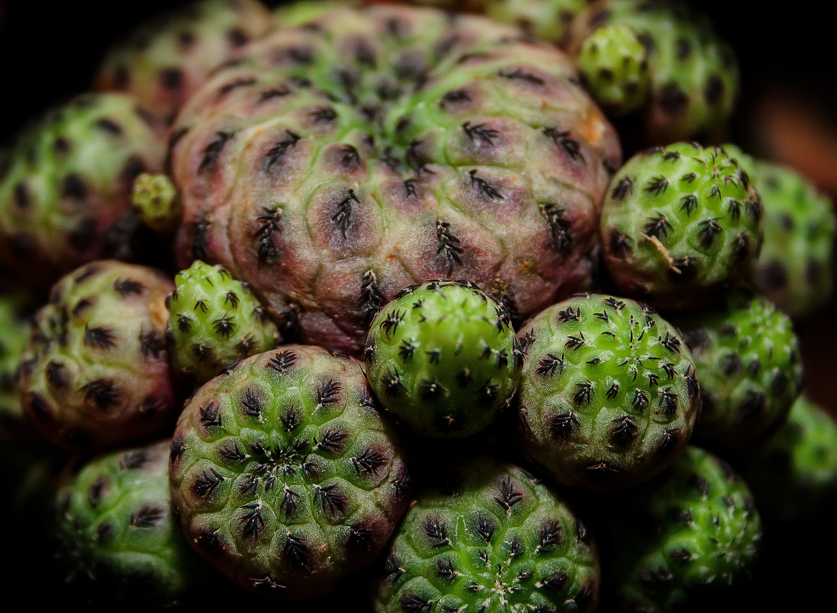 close up photo of brown and green fruit