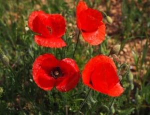4 red petaled flowers thumbnail