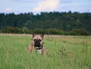 french bulldog on grass field thumbnail