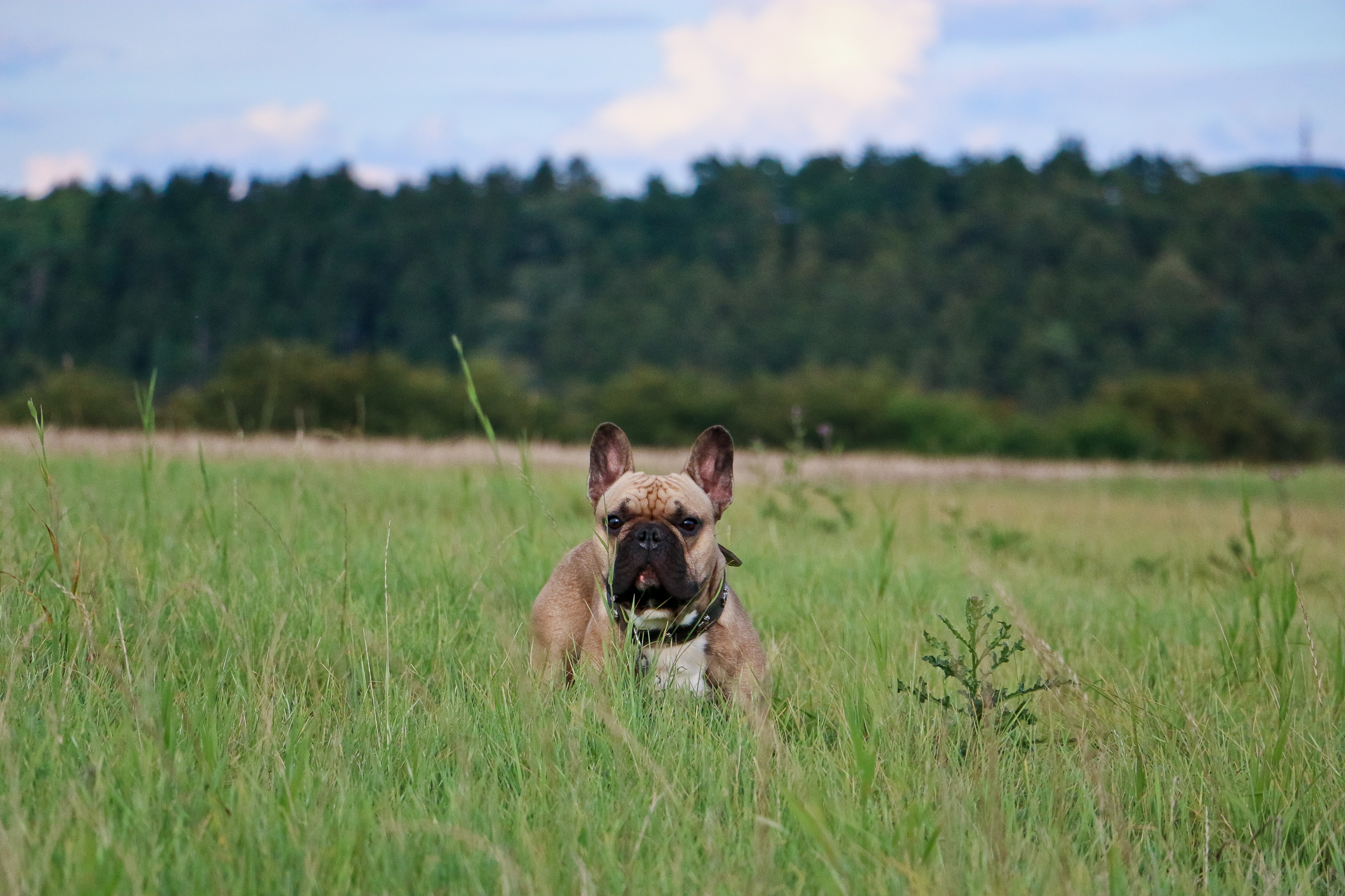french bulldog on grass field
