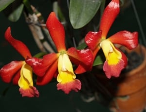 3 red and yellow flowers thumbnail