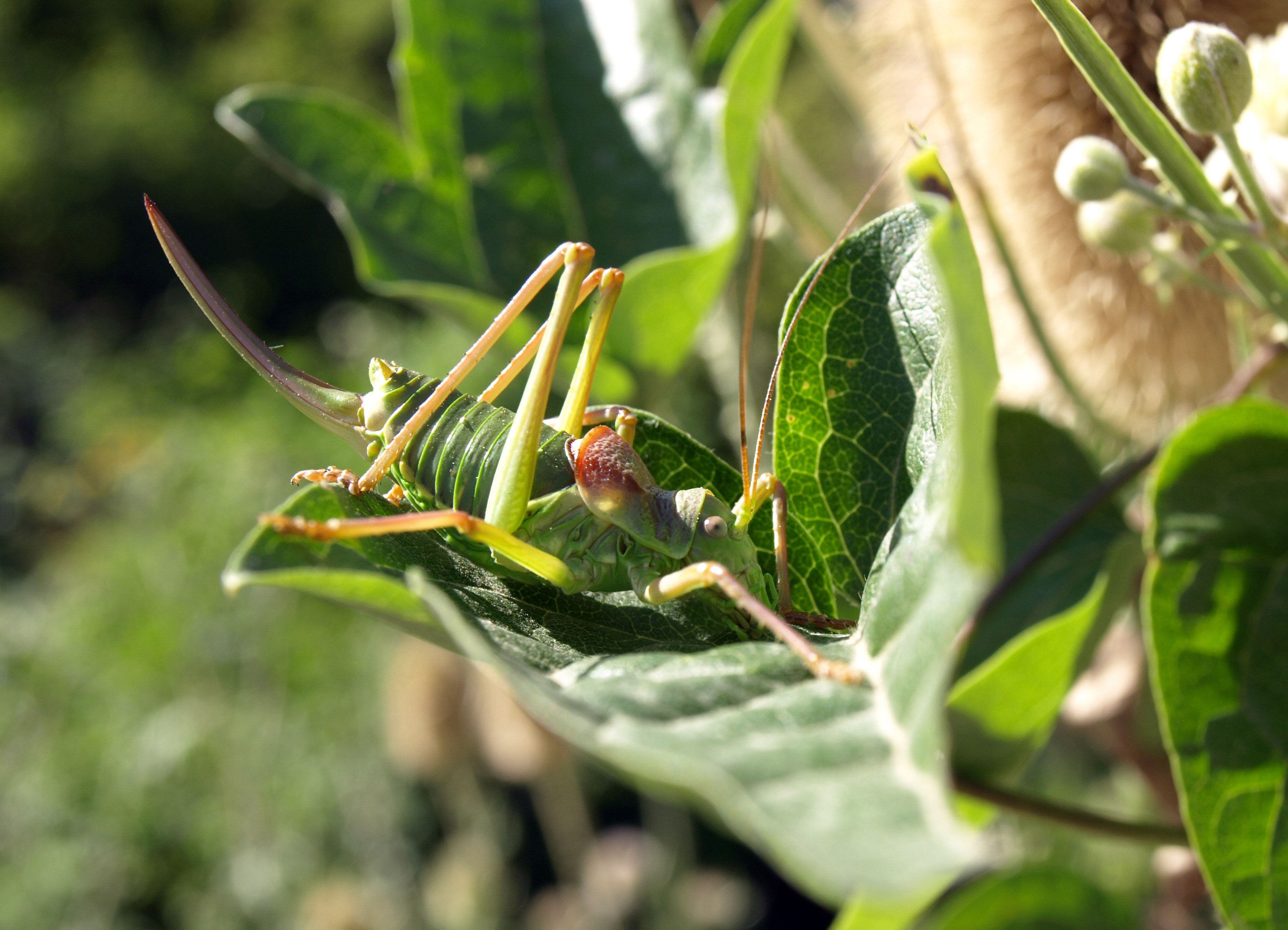 green mormon cricket
