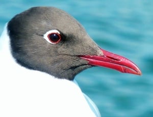 white and red long beak bird thumbnail