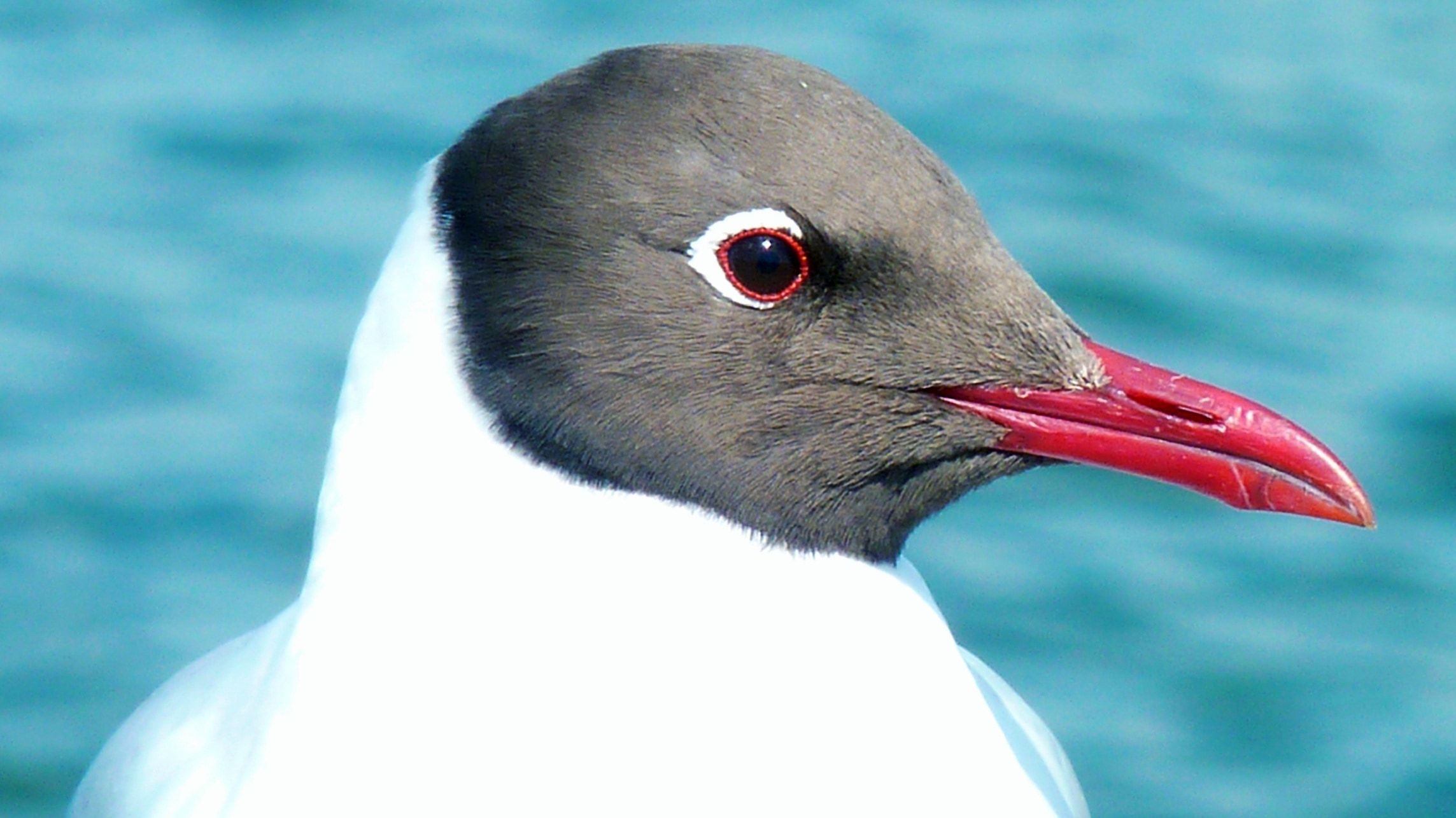 white and red long beak bird