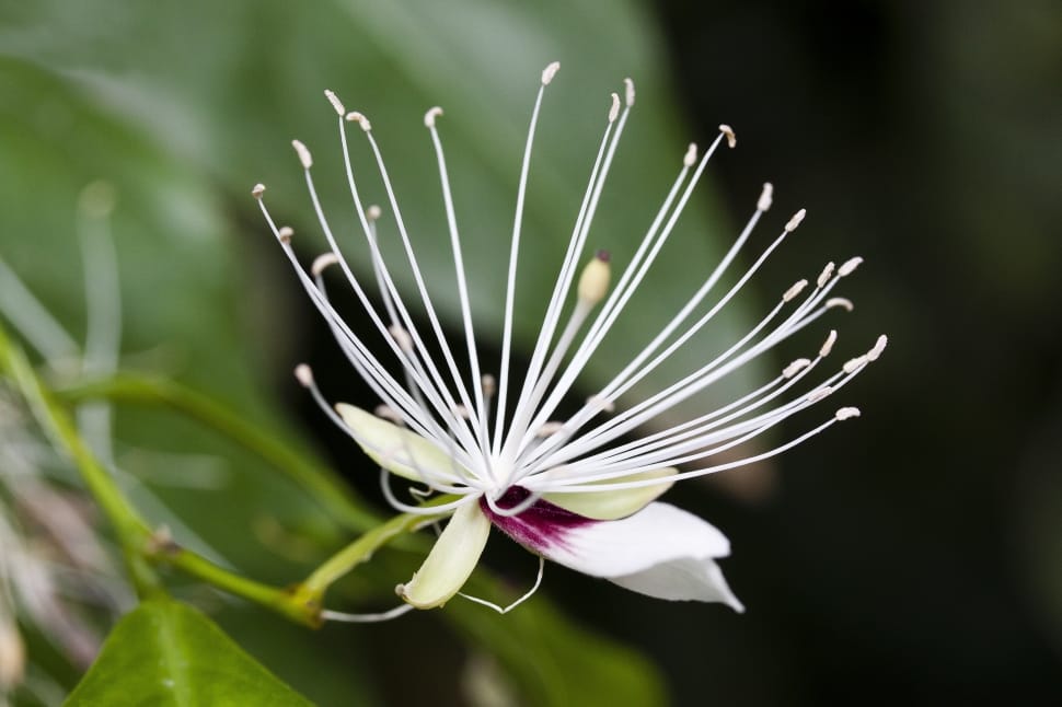 white gaura flower preview