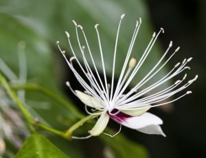 white gaura flower thumbnail