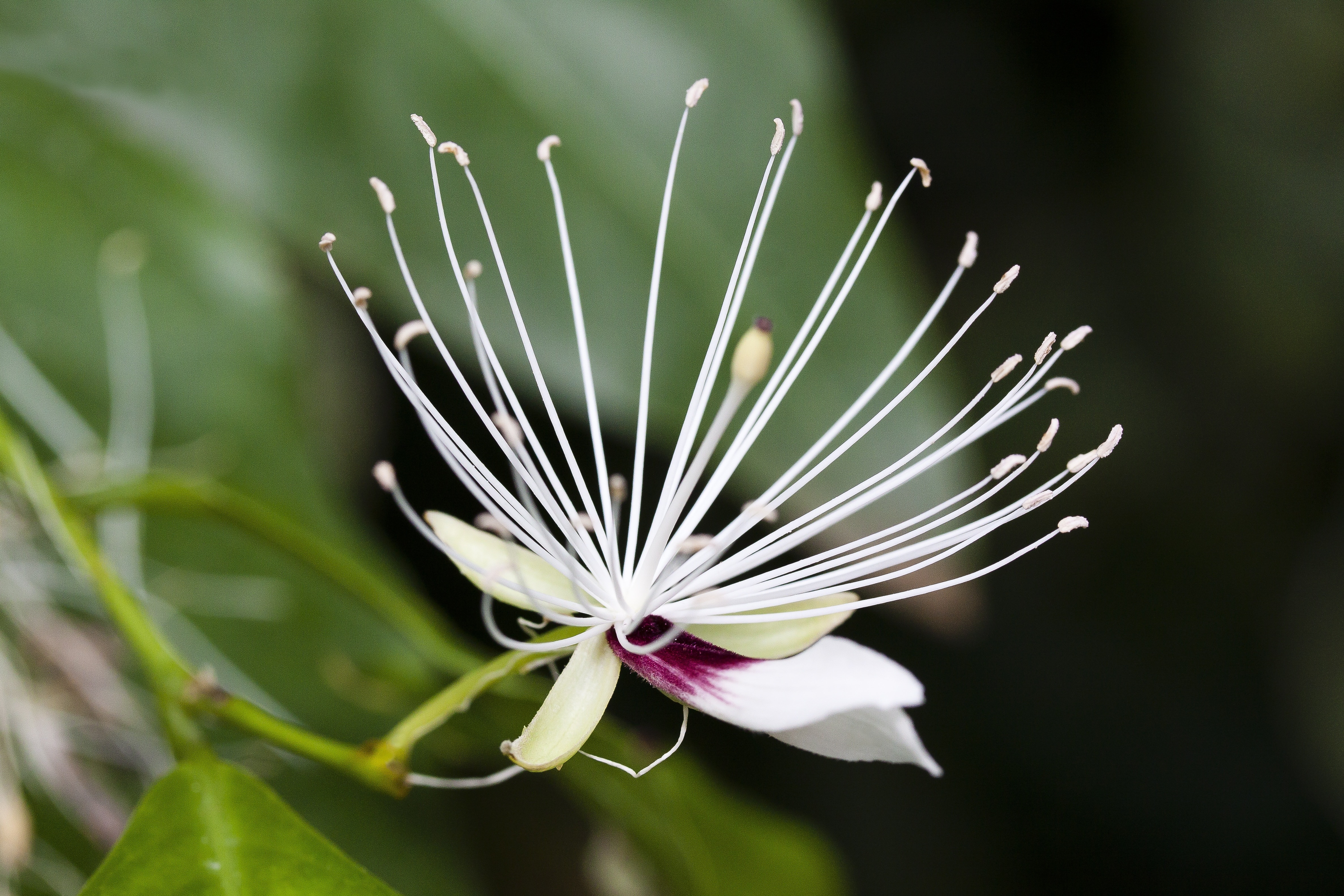 white gaura flower