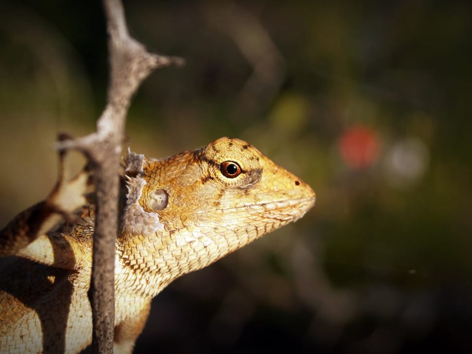 brown lizard on brown tree branch preview