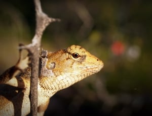 brown lizard on brown tree branch thumbnail