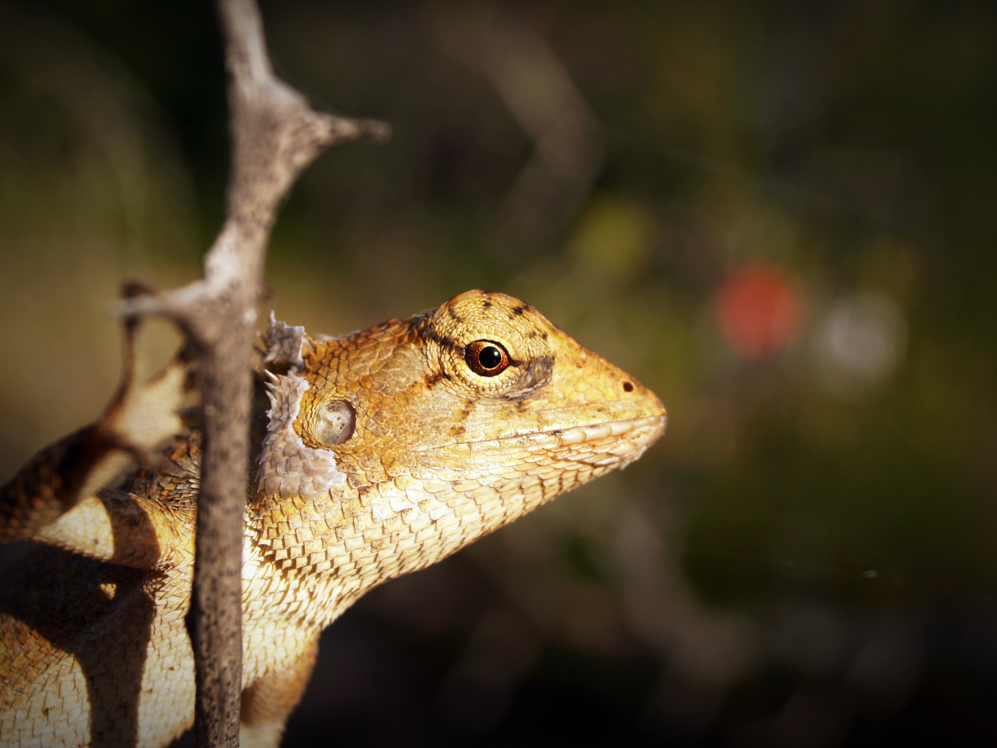 brown lizard on brown tree branch