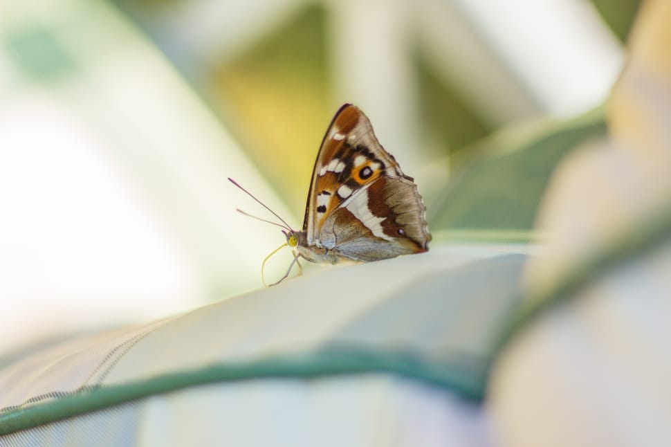 brown and white owl butterfly preview
