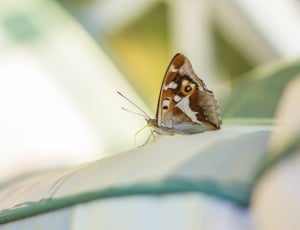brown and white owl butterfly thumbnail