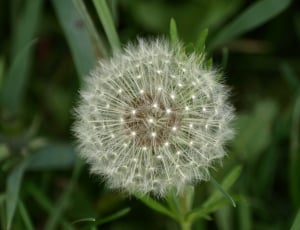 white Dandelion flower thumbnail