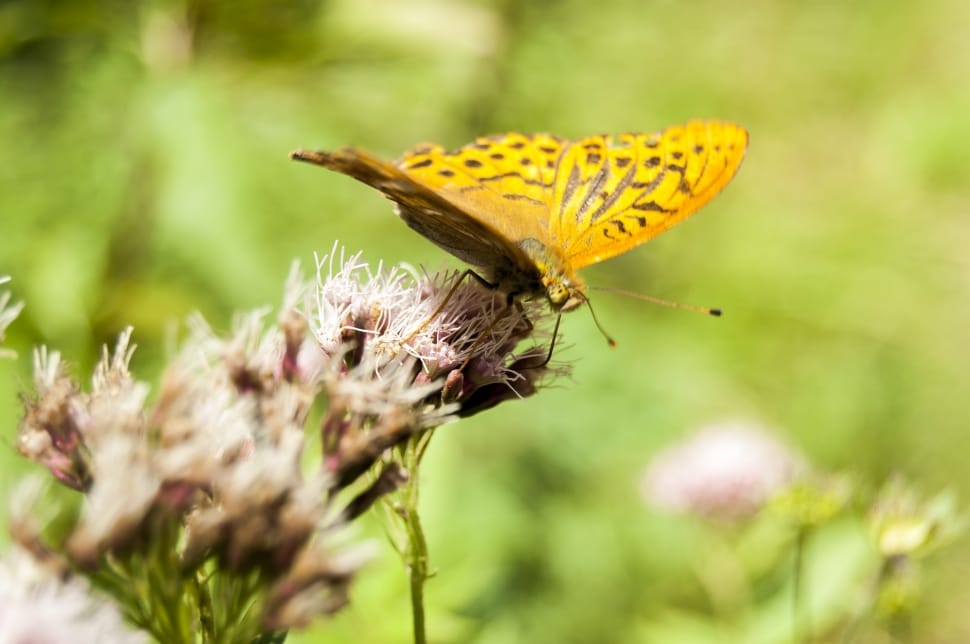 deep brown fritillary butterfly preview