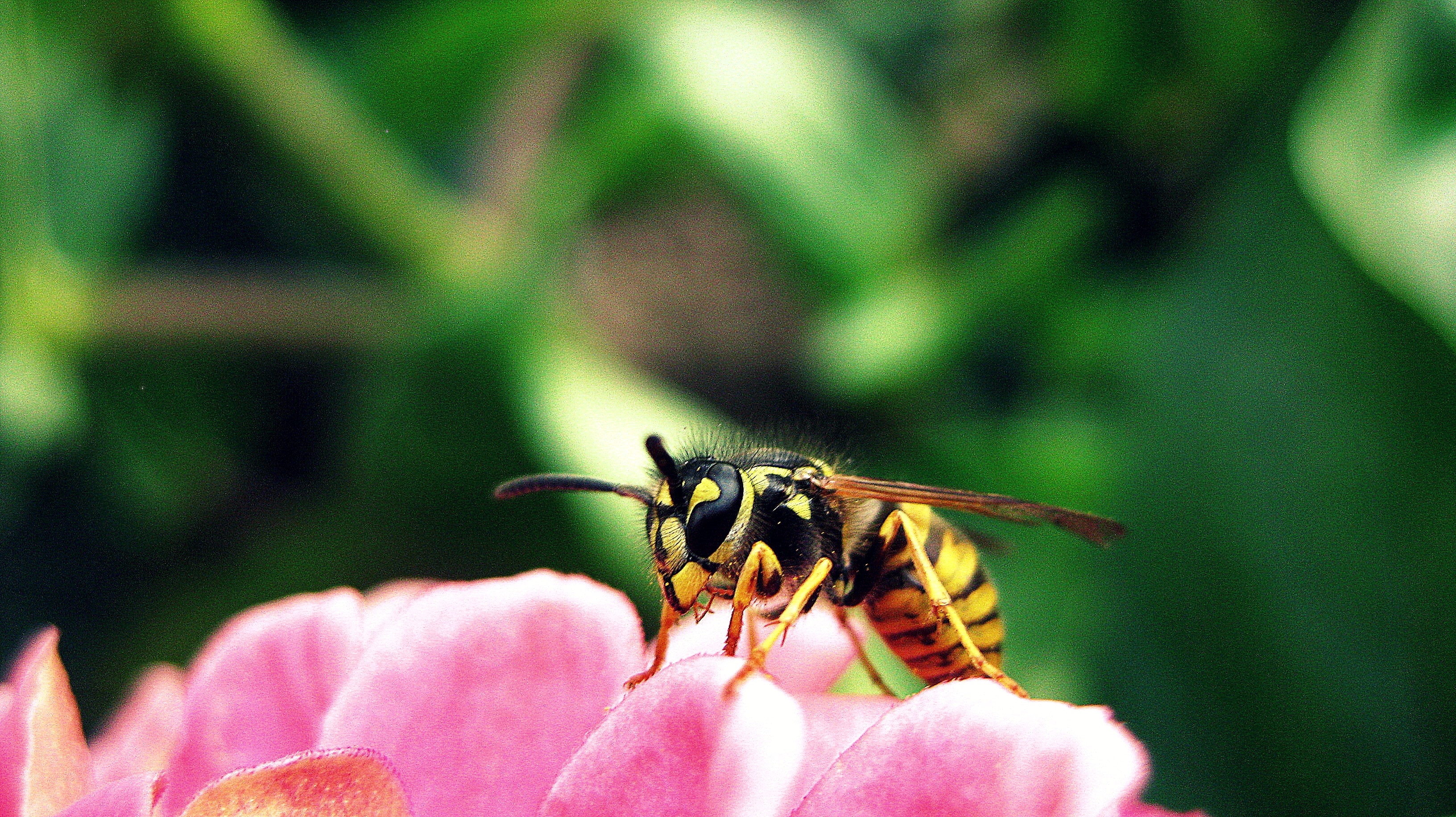 Муха в окраске осы. Пчелы опыляют растения. Шершень опыляет цветы. Оса опыляет растения. Пчела опыляет цветок.
