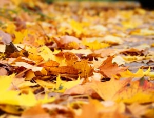 Yellow, Leaf, Autumn, yellow, backgrounds thumbnail