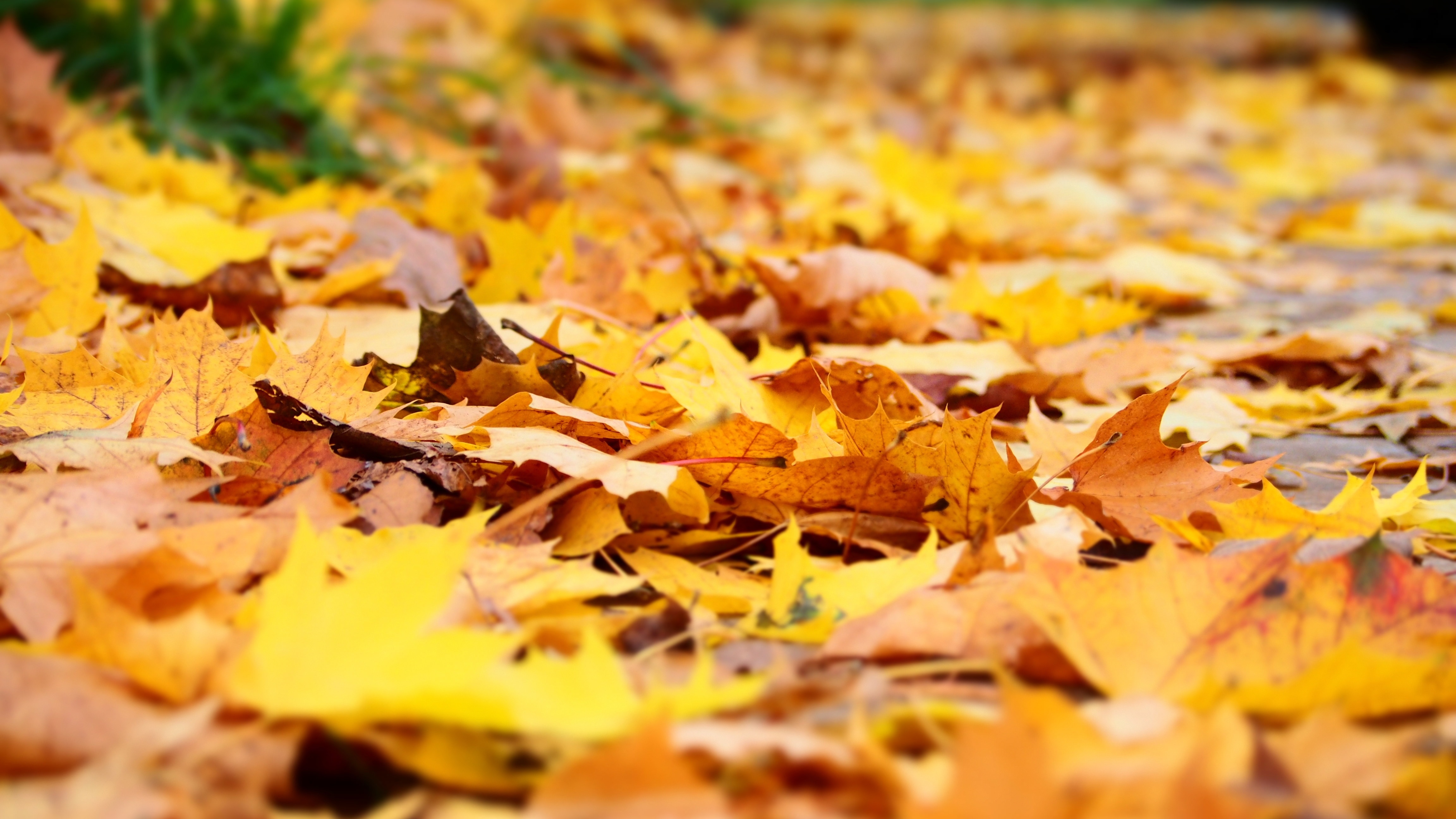 Yellow, Leaf, Autumn, yellow, backgrounds