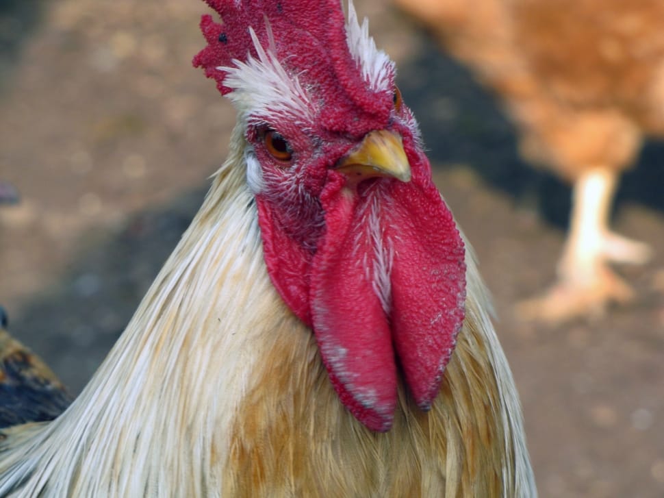 gray and red rooster in closeup photography preview