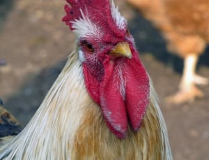gray and red rooster in closeup photography thumbnail