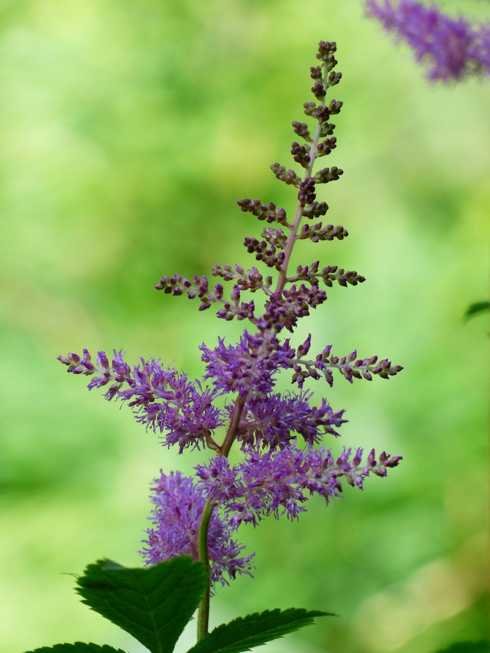 purple astilbe preview