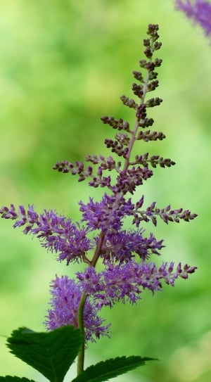 purple astilbe thumbnail