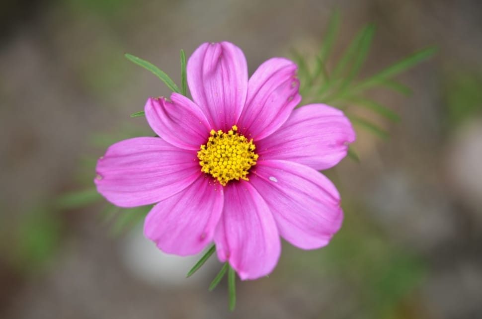 tilt shift lens photography of pink petaled flower preview