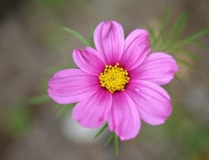 tilt shift lens photography of pink petaled flower thumbnail