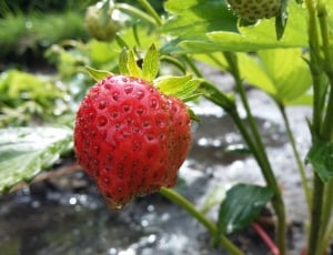 Fruit, Sweet, Delicious, Strawberry, red, fruit thumbnail