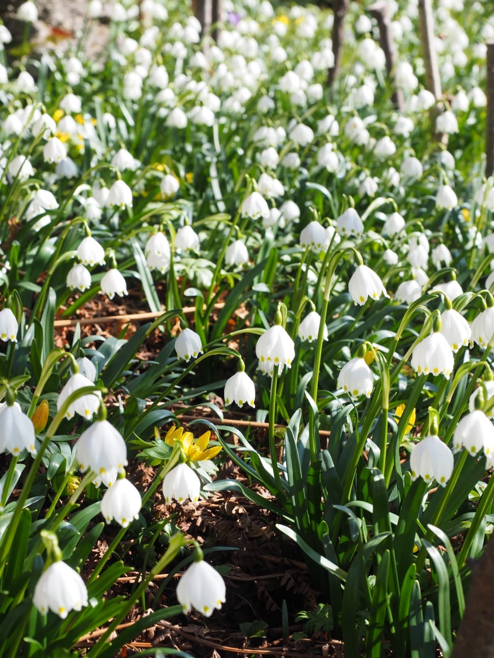 white snowdrop flowers preview