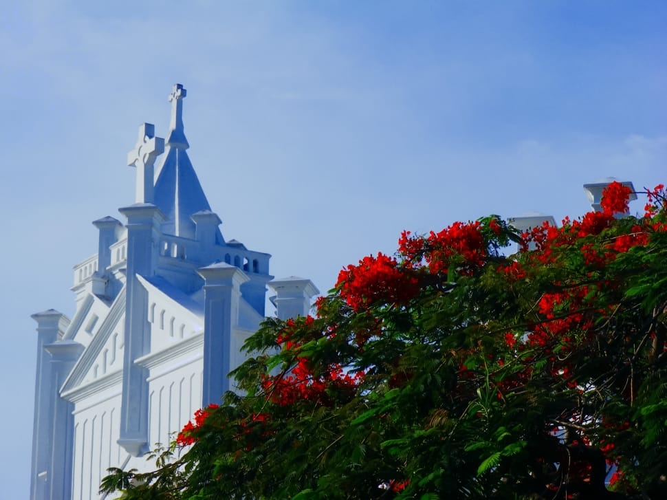 red petaled flower, white concrete church preview