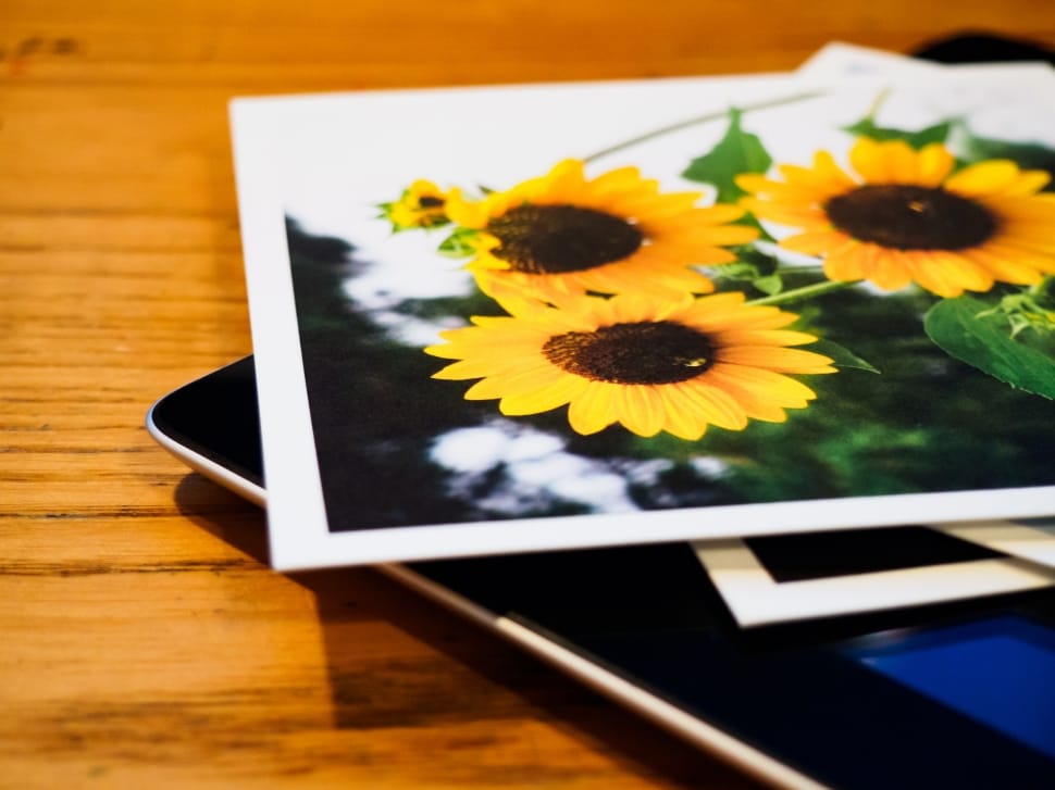 sunflowers photograph preview