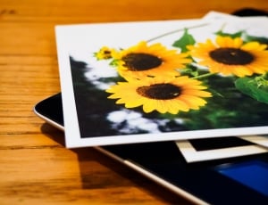 sunflowers photograph thumbnail
