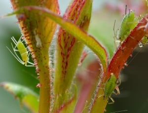green aphids thumbnail