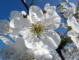 white apple blossom thumbnail
