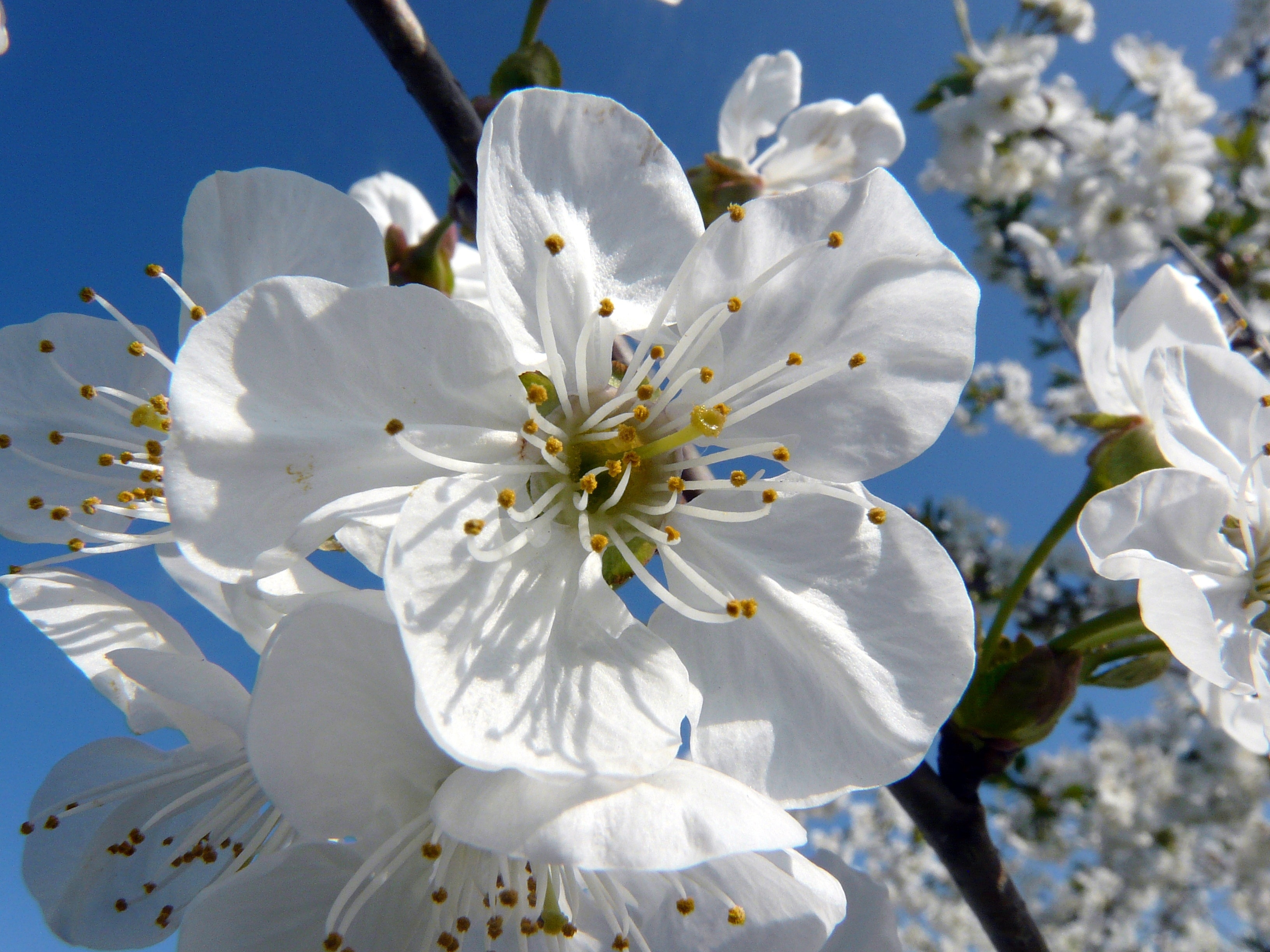 white apple blossom