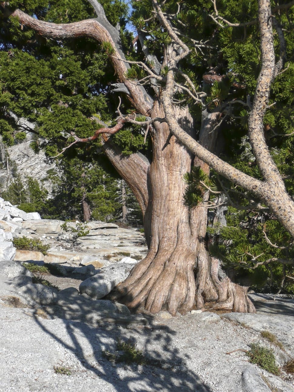 Tree, Gnarled, Dry, Snagged, Knotty, tree, nature preview