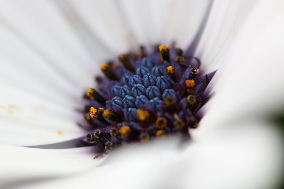 white petaled flower with blue black and orange pollen preview